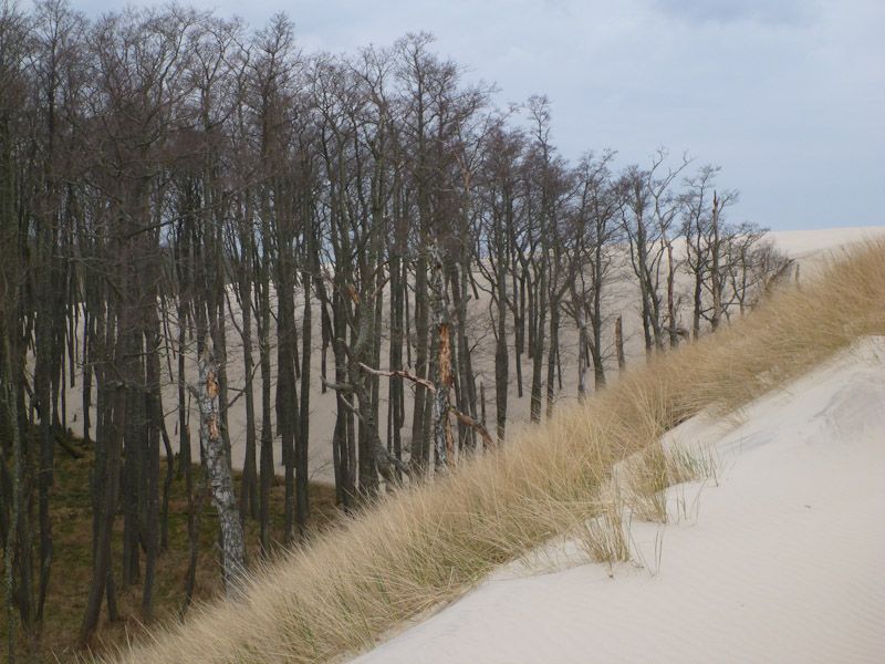 Die Düne frisst sich in den Wald...