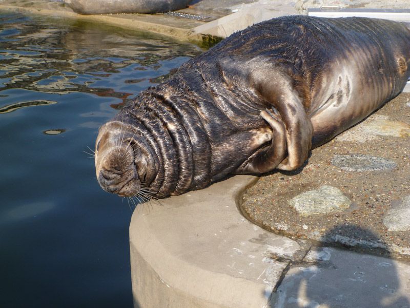 Die Chef-Robbe beim Mittagsschlaf