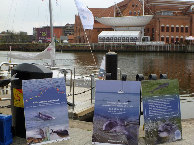 Passanten werden über den Schweinswal informiert.