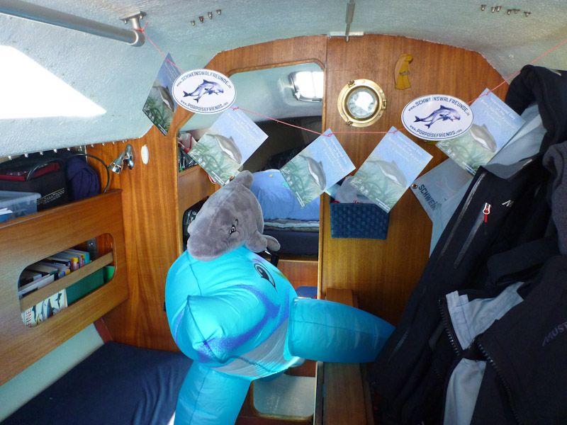 Wir feiern alle Schweinswale und vor allem Schnaufi!