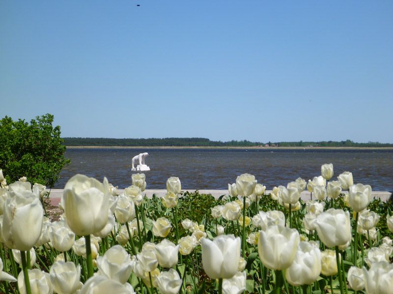 Auch Eisbären gibt es hier....