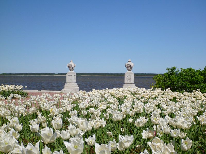 Weiße Tulpen säumen die Promenade.