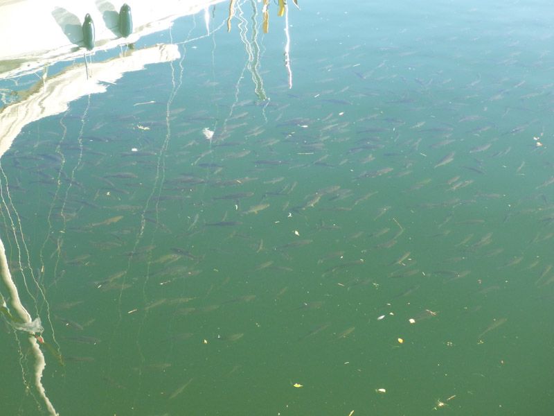 Neben Fritsjen schwimmen zahlreiche Fische.