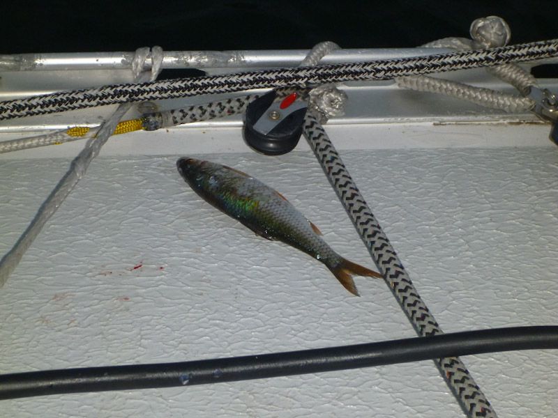 Wir haben unerwarteten Besuch bekommen: ein Fisch ist an Bord gehüpft (oder einer Möwe aus dem Schnabel geflogen?)