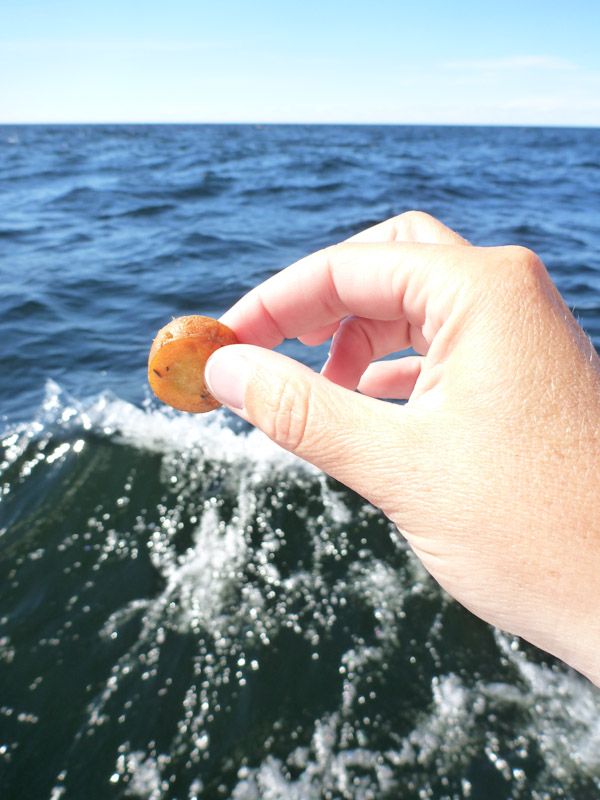 Wir sorgen für eine gesunde Ernährung für Rasmus und Neptun....