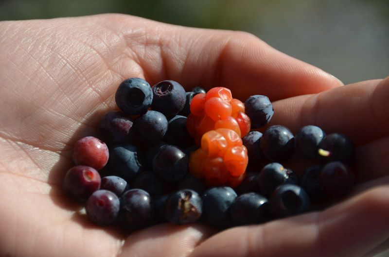 Hier gibt es lecker Blauberren und Moltebeeren (Foto: Andreas).