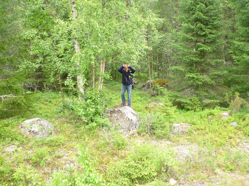 Ein etwas anderer Elch...