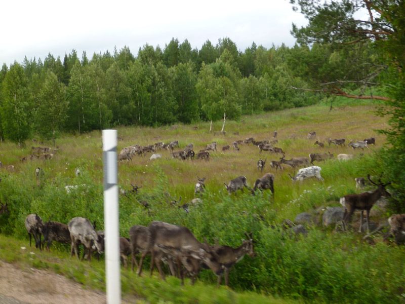 Ein paar Rentiere am Straßenrand.