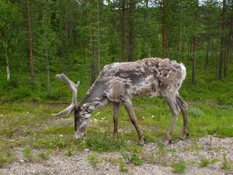 Und der ist etwas scheckig...