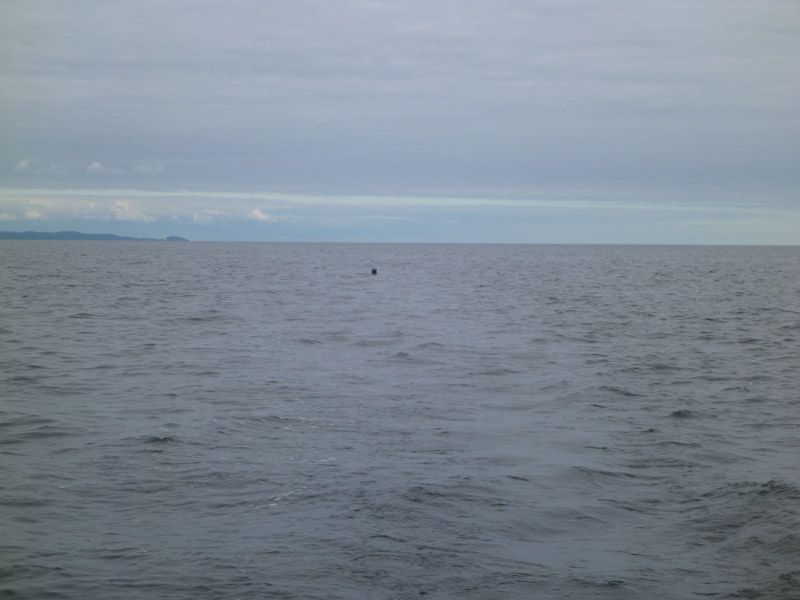 Tierische Begleitung