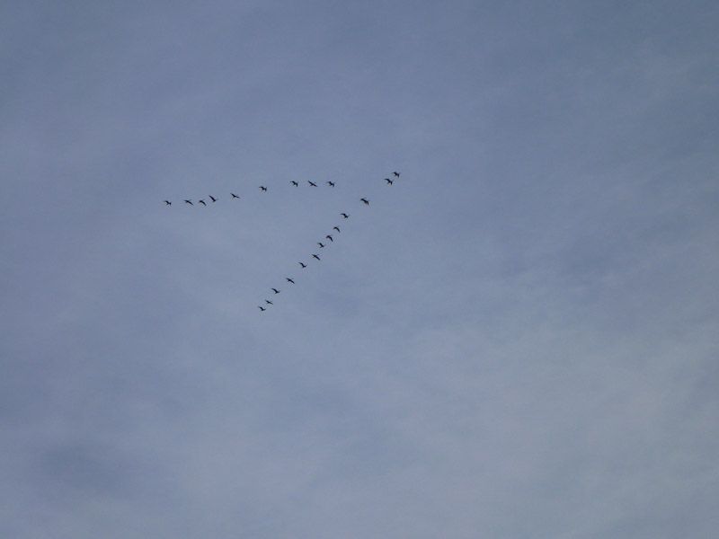 Herbst - unzählige Zugvögel begegnen uns auf dem Weg gen Süden.