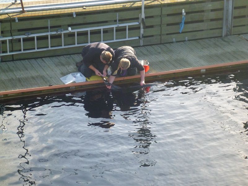 Jakob nimmt Frigg Blut ab.