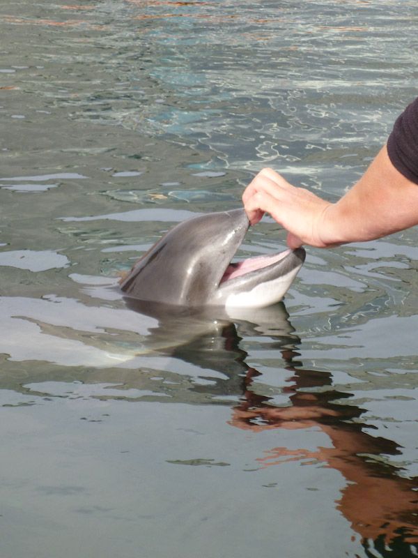 Frigg hat einen schlecht aussehenden Zahn und Camilla schaut vorsorglich nach.