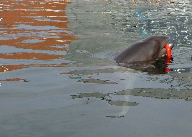 Frigg bringt den Ring zurück.