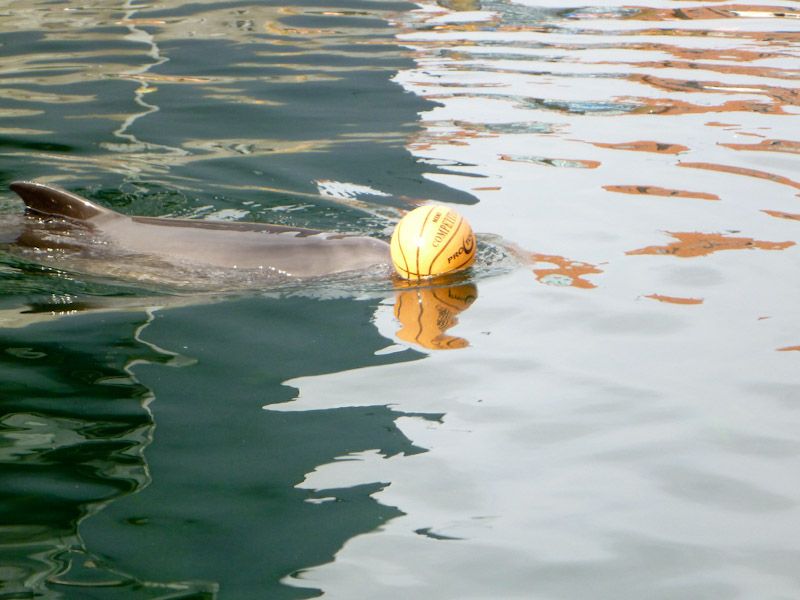 Frigg und sein Basketball.