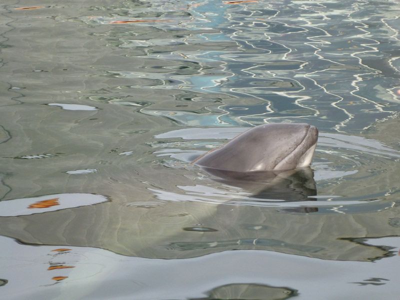 Wir freuen uns die Schweinswale so dicht erleben zu dürfen.