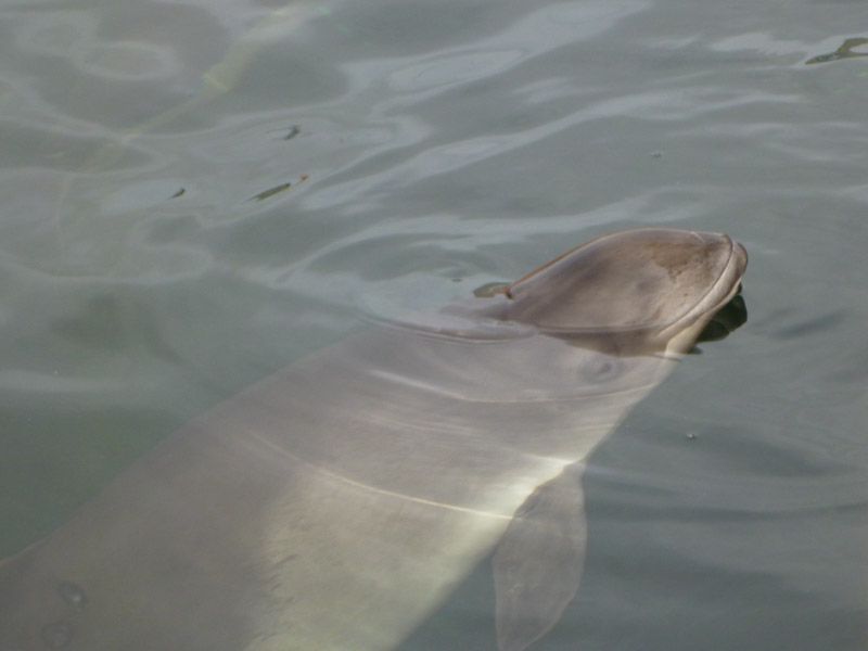 Sie sind einfach niedlich.