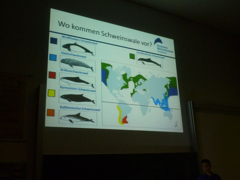 Es gibt nicht nur in der Ostsee Schweinswale.